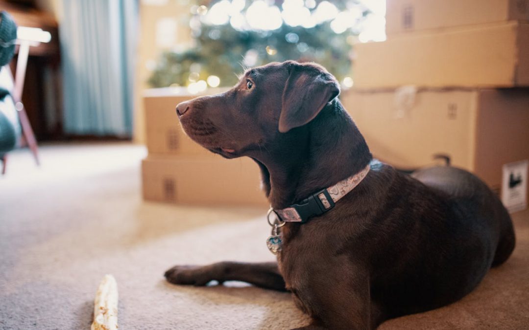 The Ultimate Guide to Keeping Your Pets Calm During a Relocation
