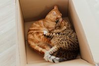 Quote - Moving with pets in Peterborough